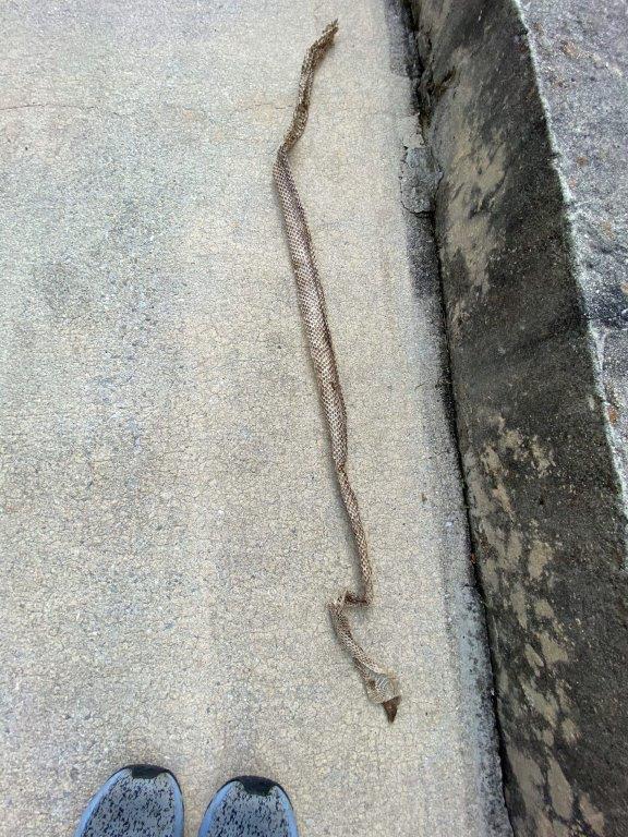 Tampa snake skin